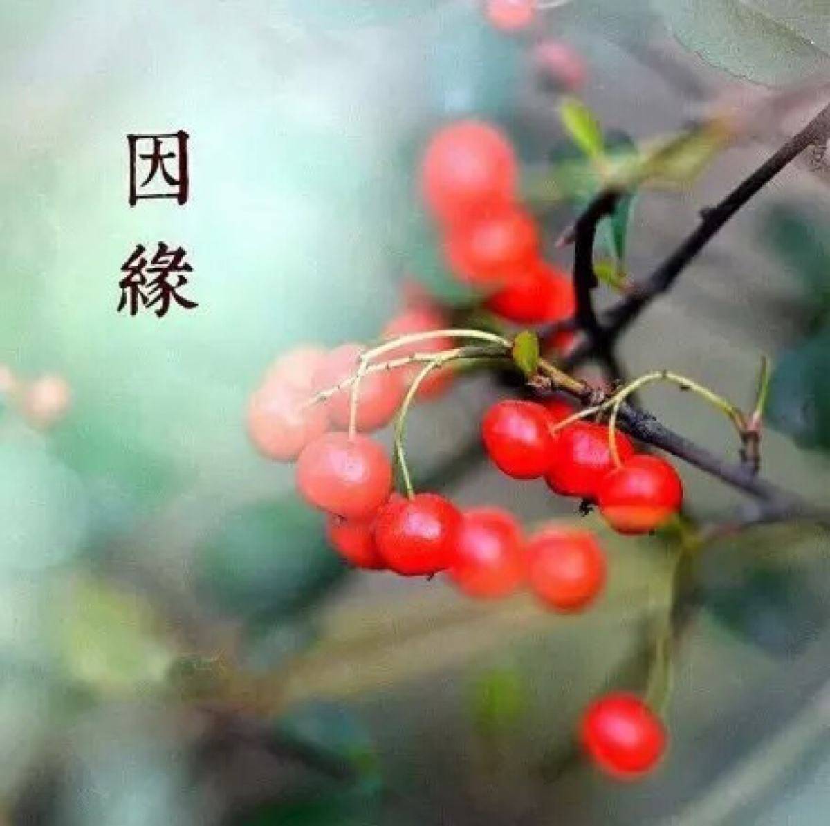 Nhân Duyên Quả 因 緣 果